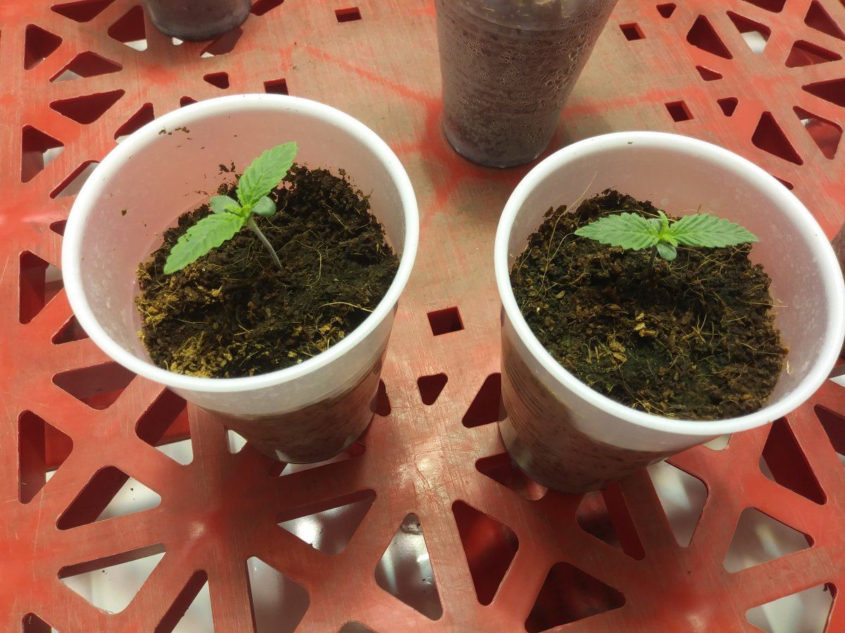 First time coco coir grow 2
