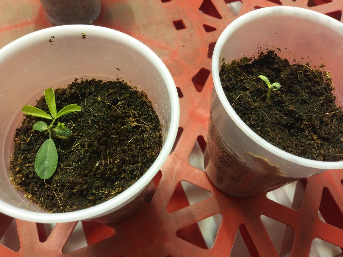 First time coco coir grow