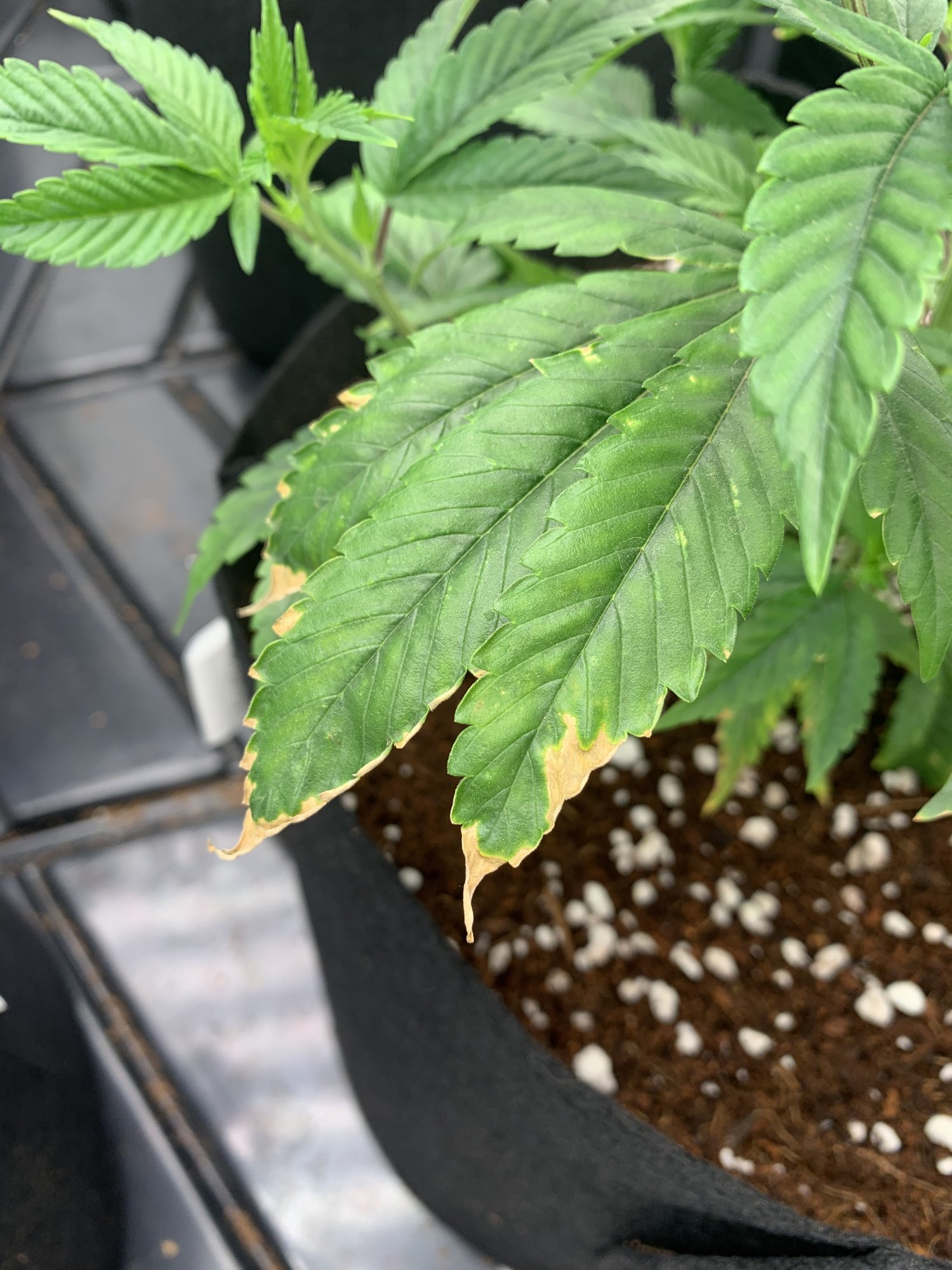 First time coco grow week 4 runtz help 4