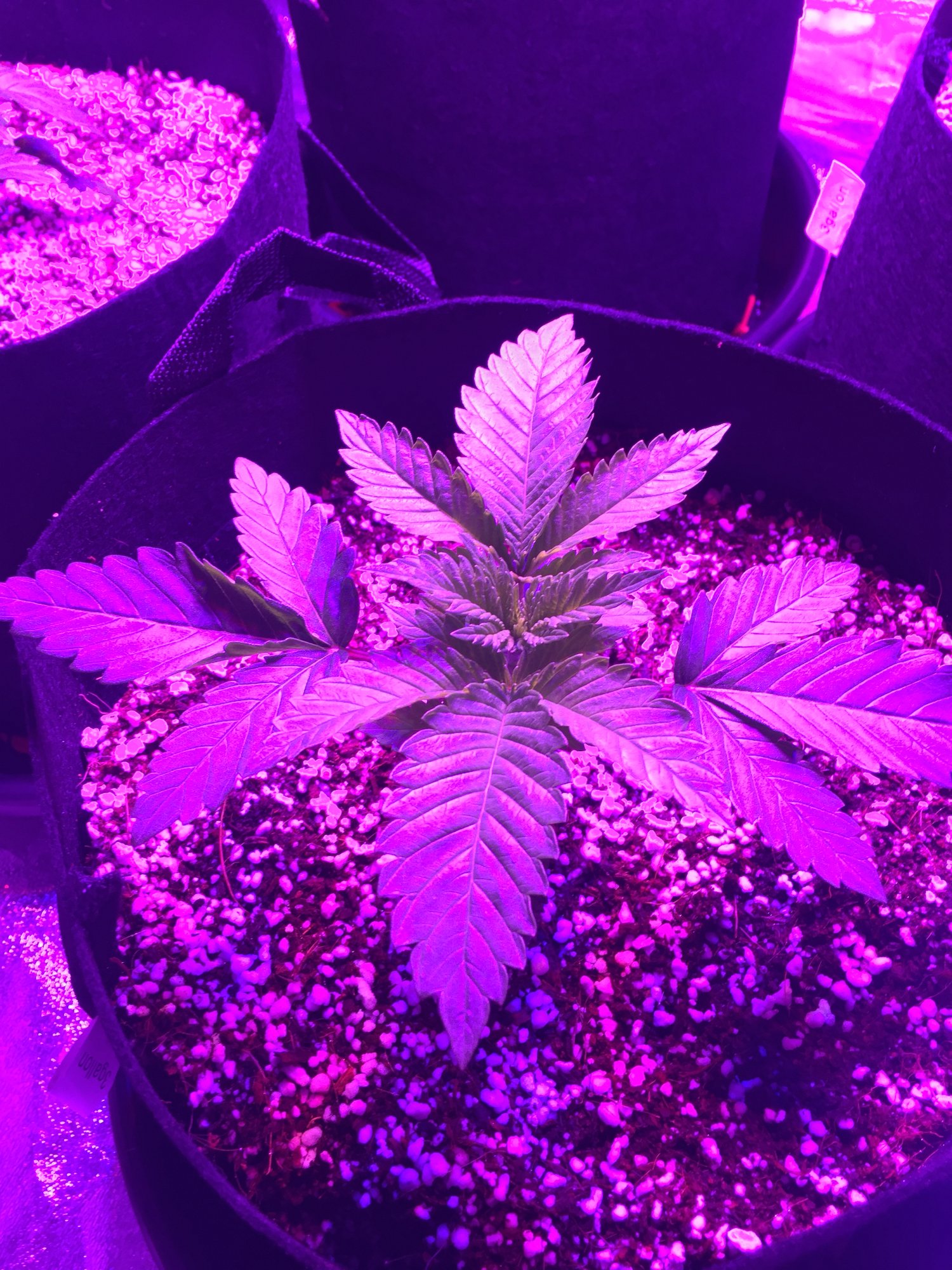 First time coco run please help 2