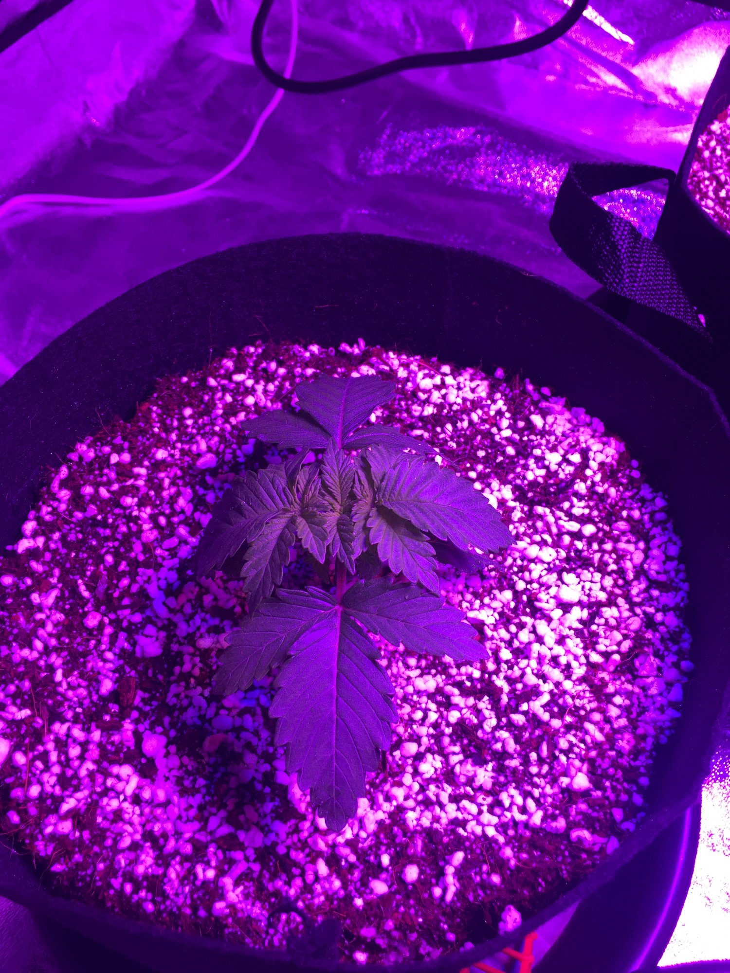 First time coco run please help 3