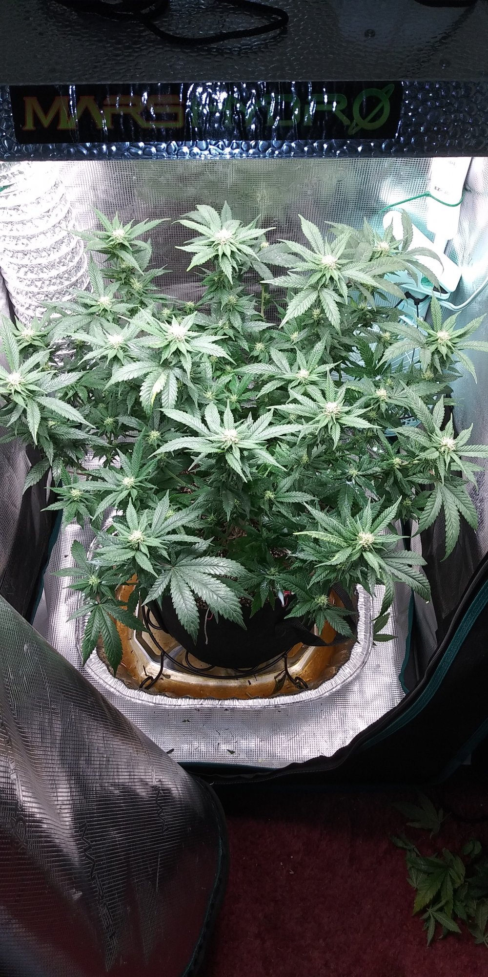 First time doing lst looking good so far