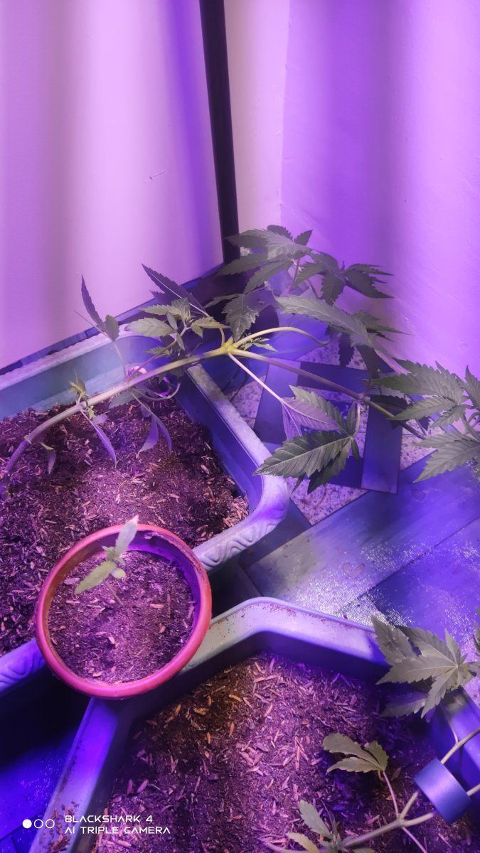 First time doing lst please help 3