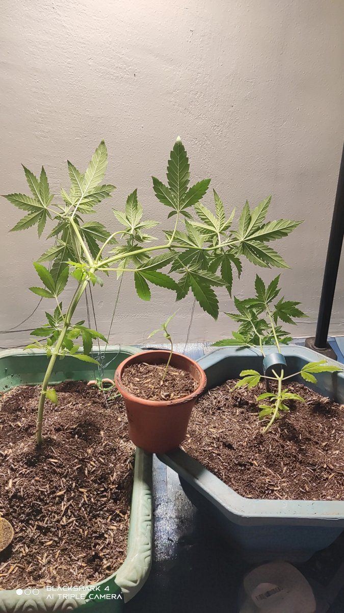 First time doing lst please help 4