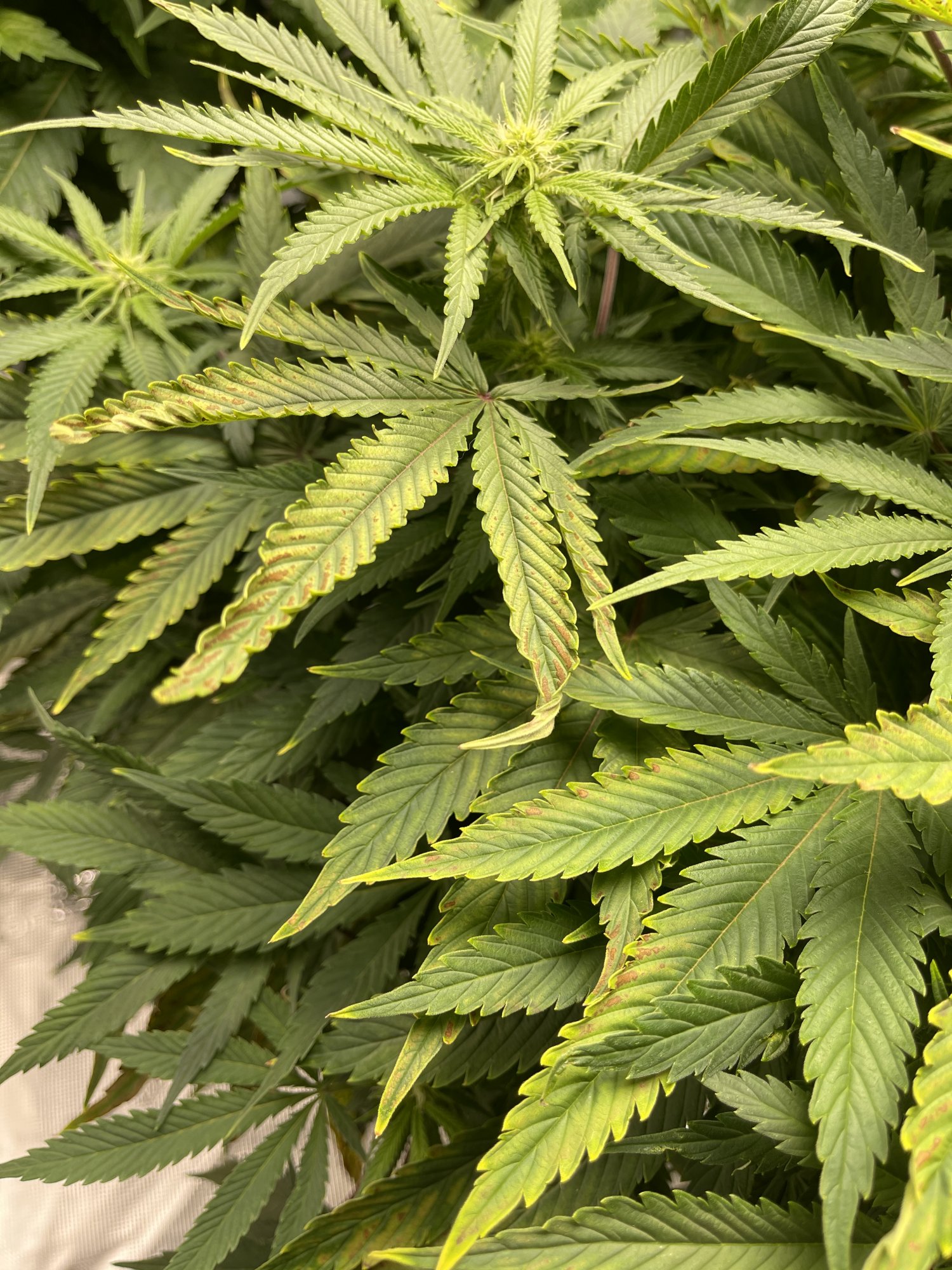 First time dwc grower trying to correct ph problems 3