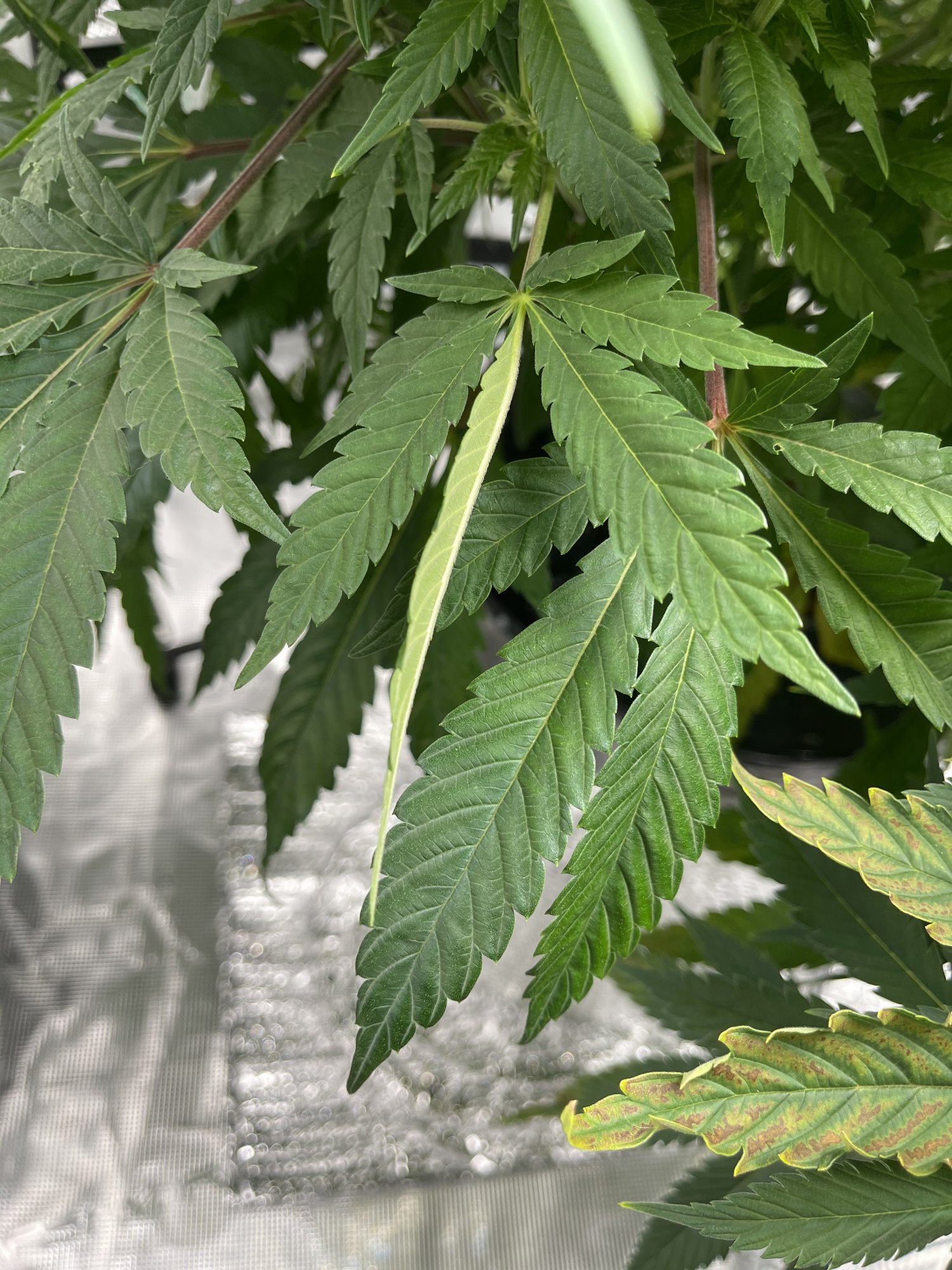 First time dwc grower trying to correct ph problems 4