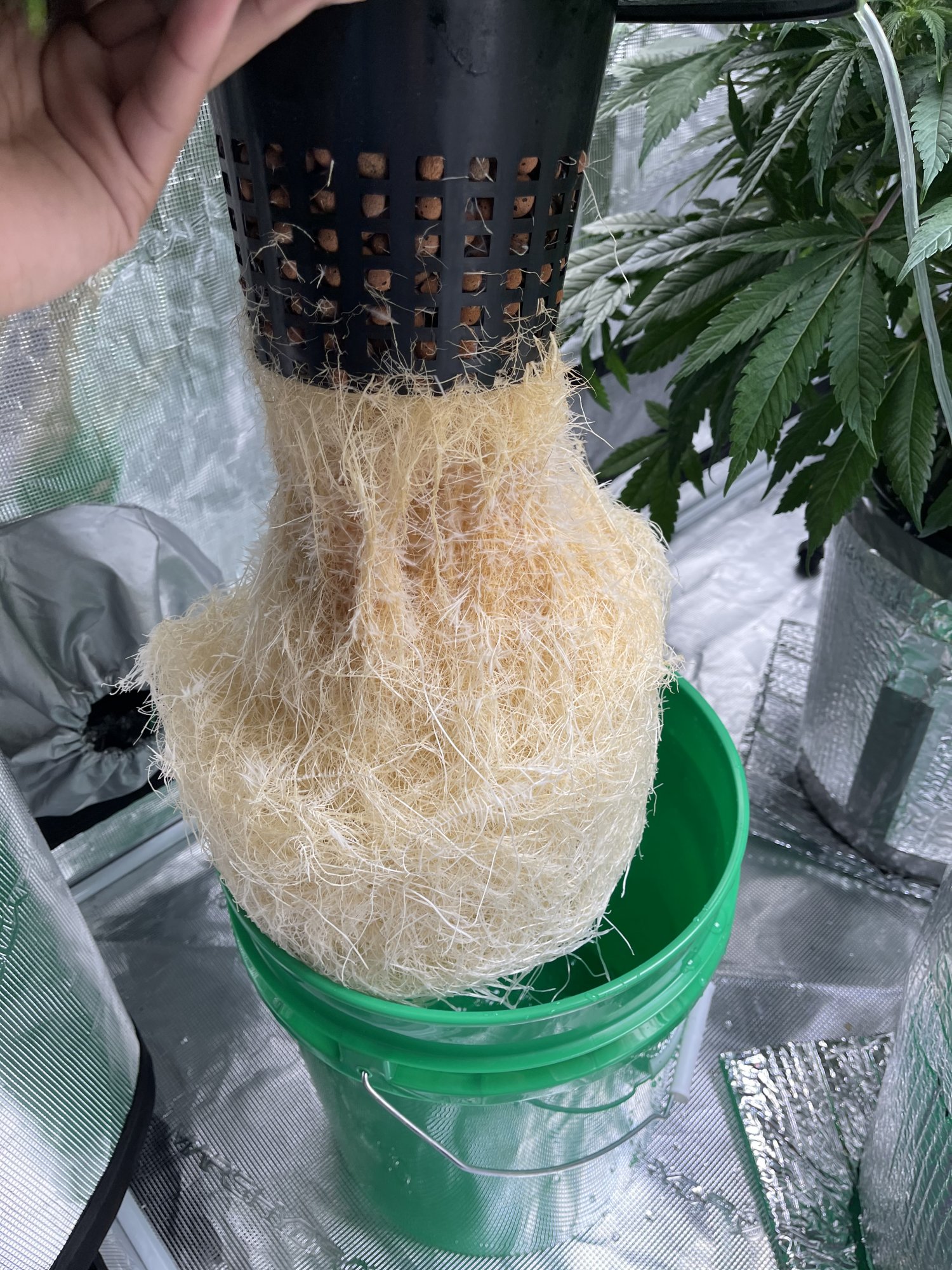 First time dwc grower trying to correct ph problems 5