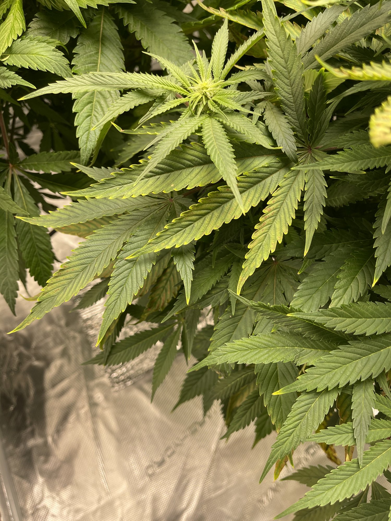 First time dwc grower trying to correct ph problems 6