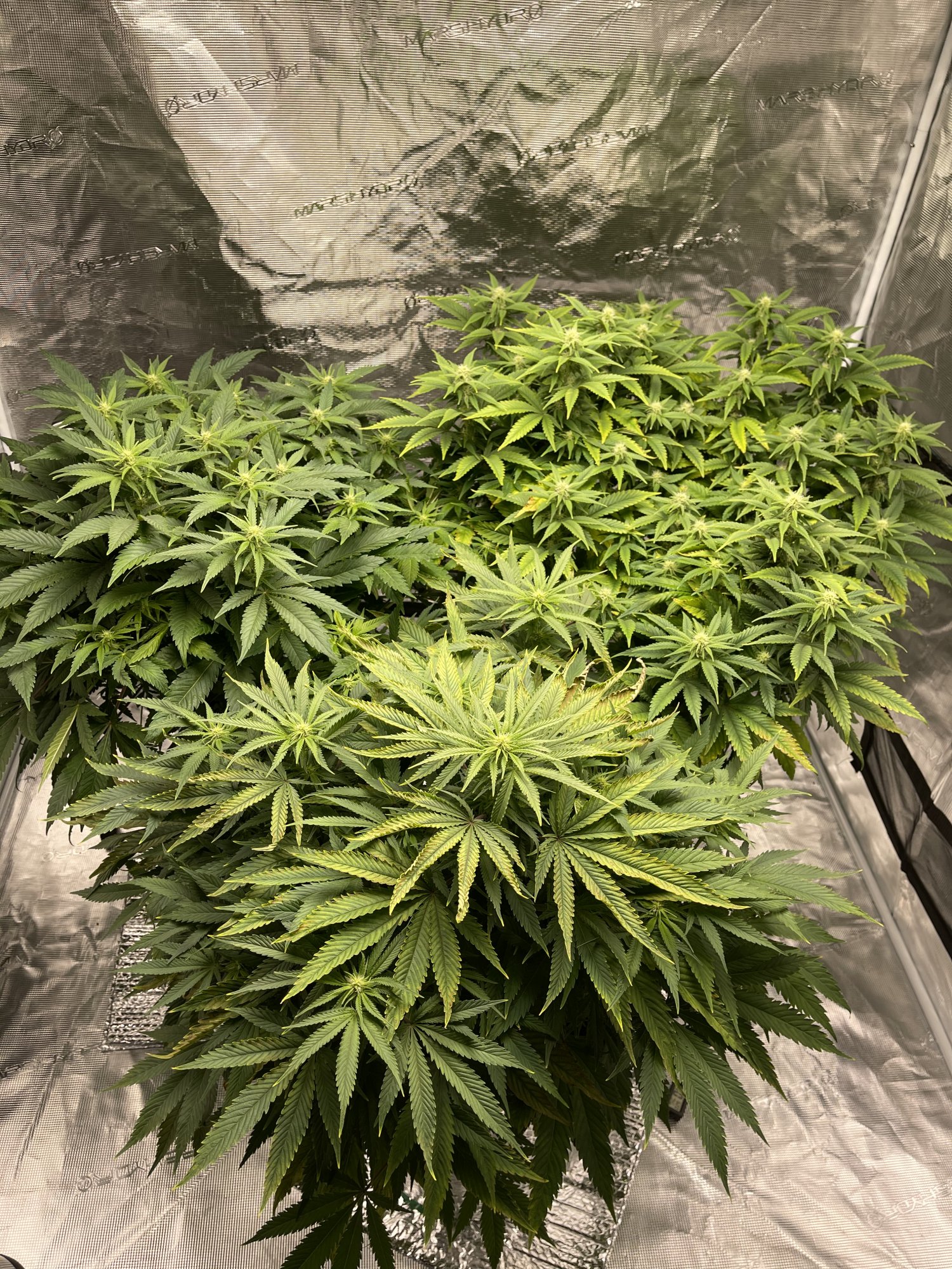 First time dwc grower trying to correct ph problems 7