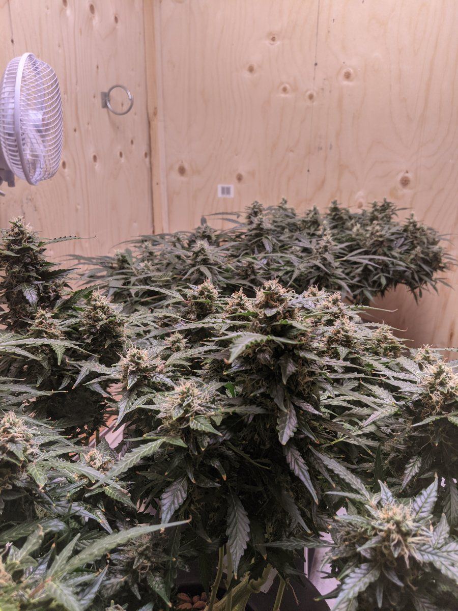 First time dwc is this a deficiency 3