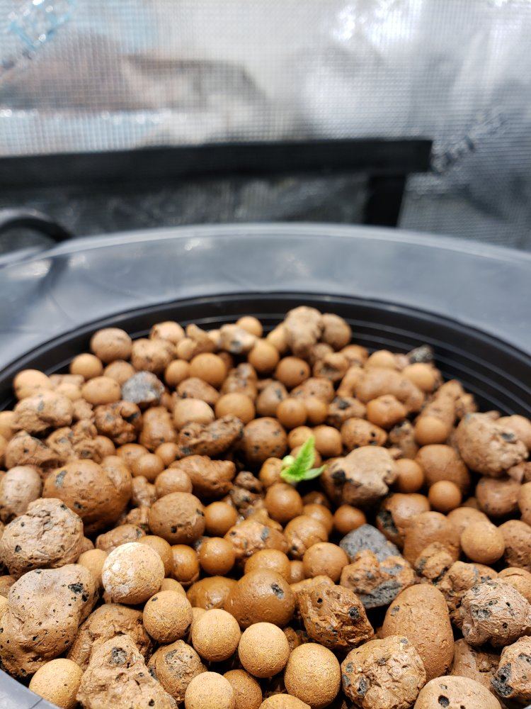 First time dwc   one week in 3
