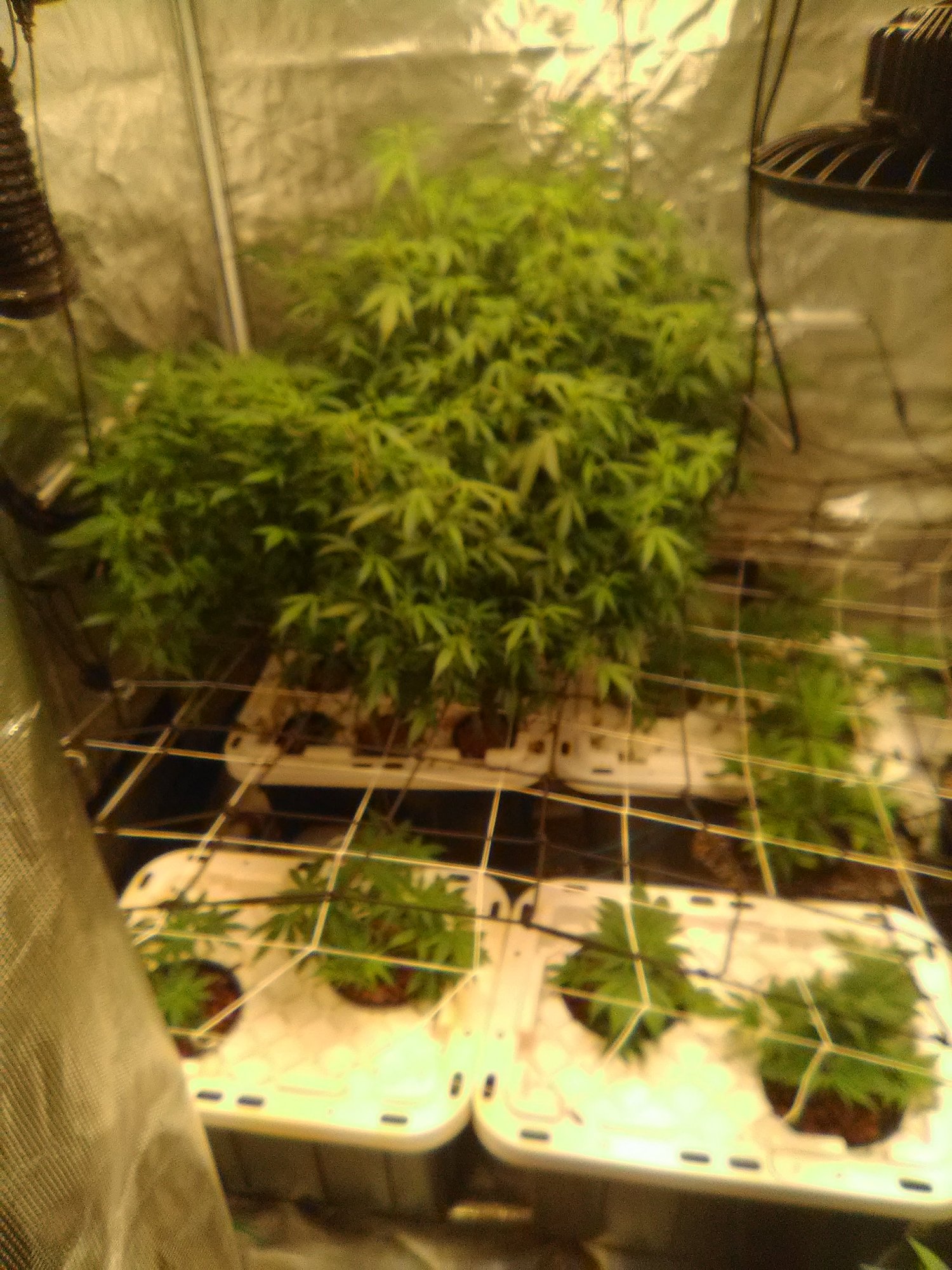 First time dwc run with auto flower clones and feminized bruce banner and lemon kush 2