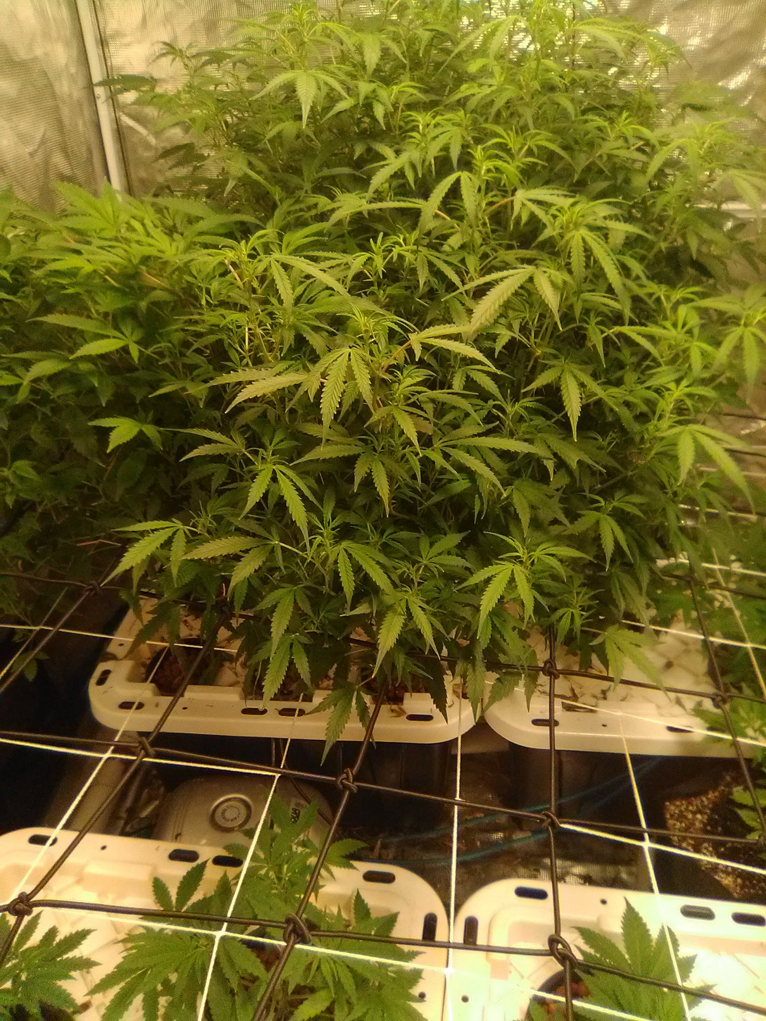First time dwc run with auto flower clones and feminized bruce banner and lemon kush 3
