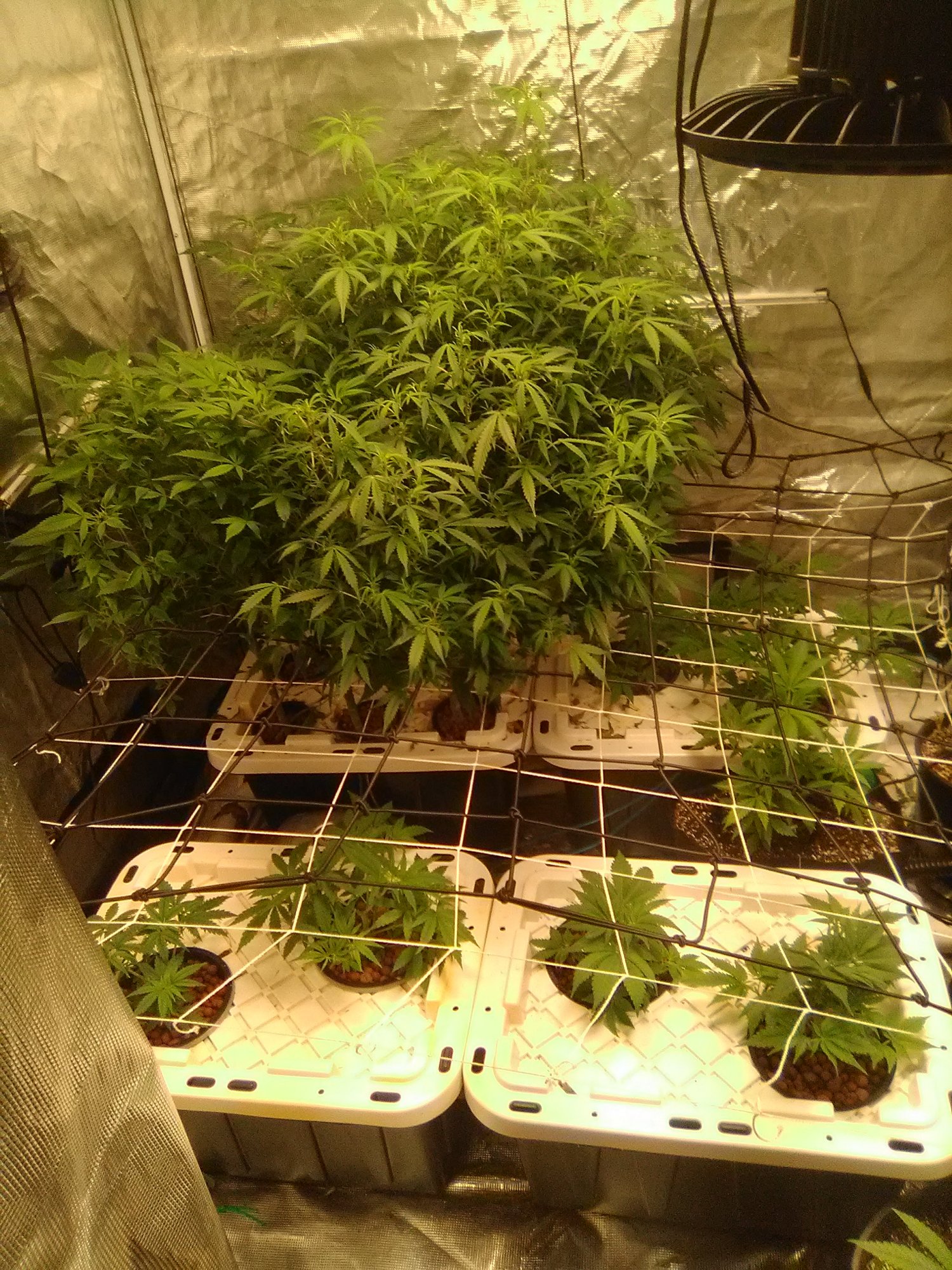 First time dwc run with auto flower clones and feminized bruce banner and lemon kush