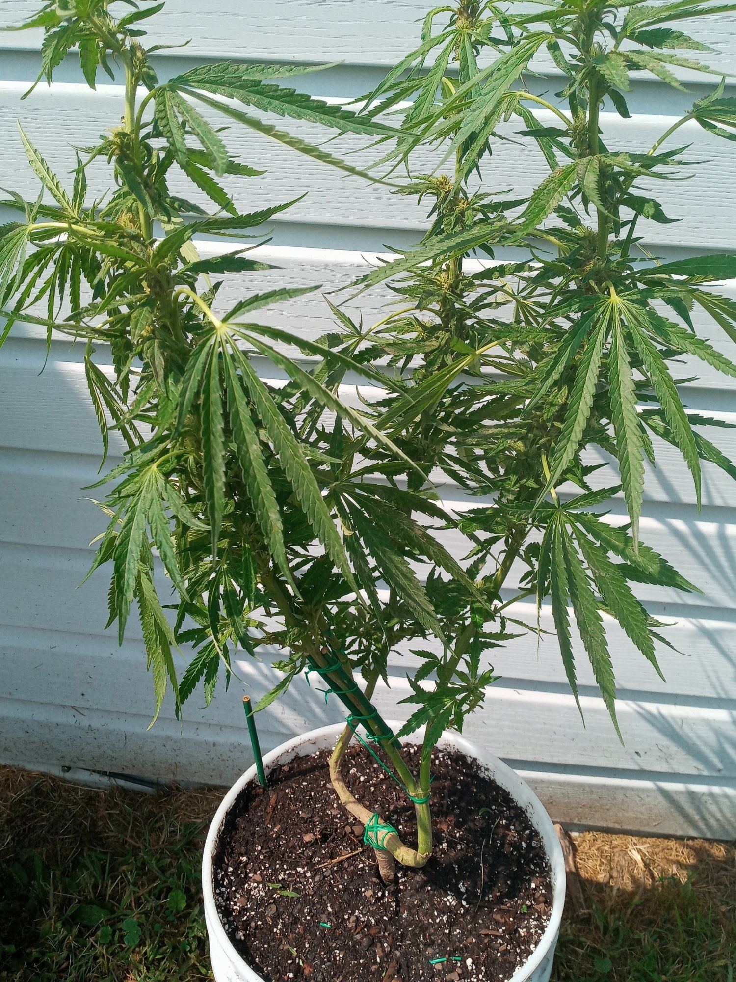 First time ever growing  mainlining 2