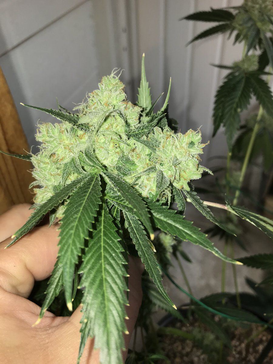 First time fasciated stembud 3