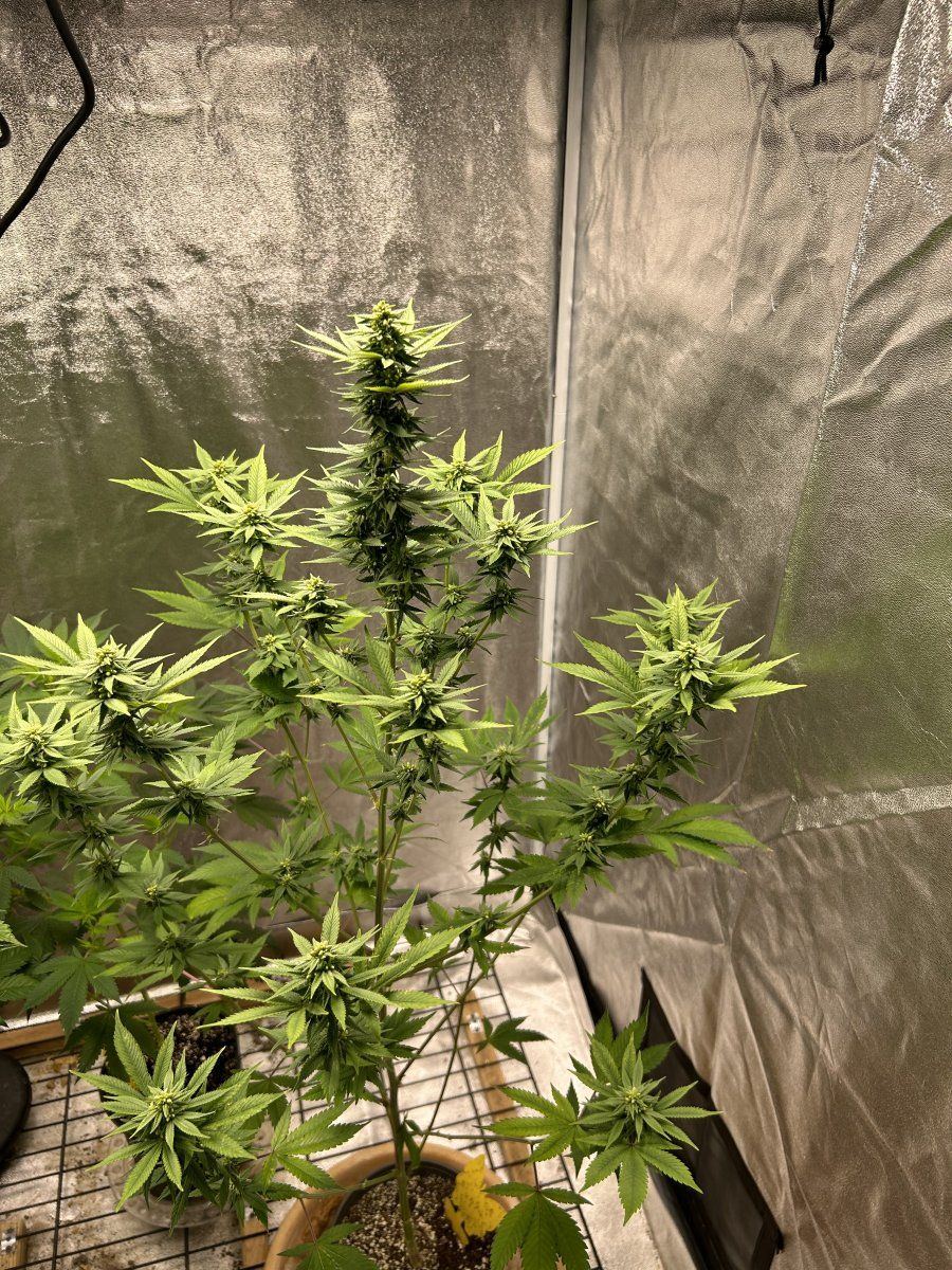 First time feminized plant when to collect