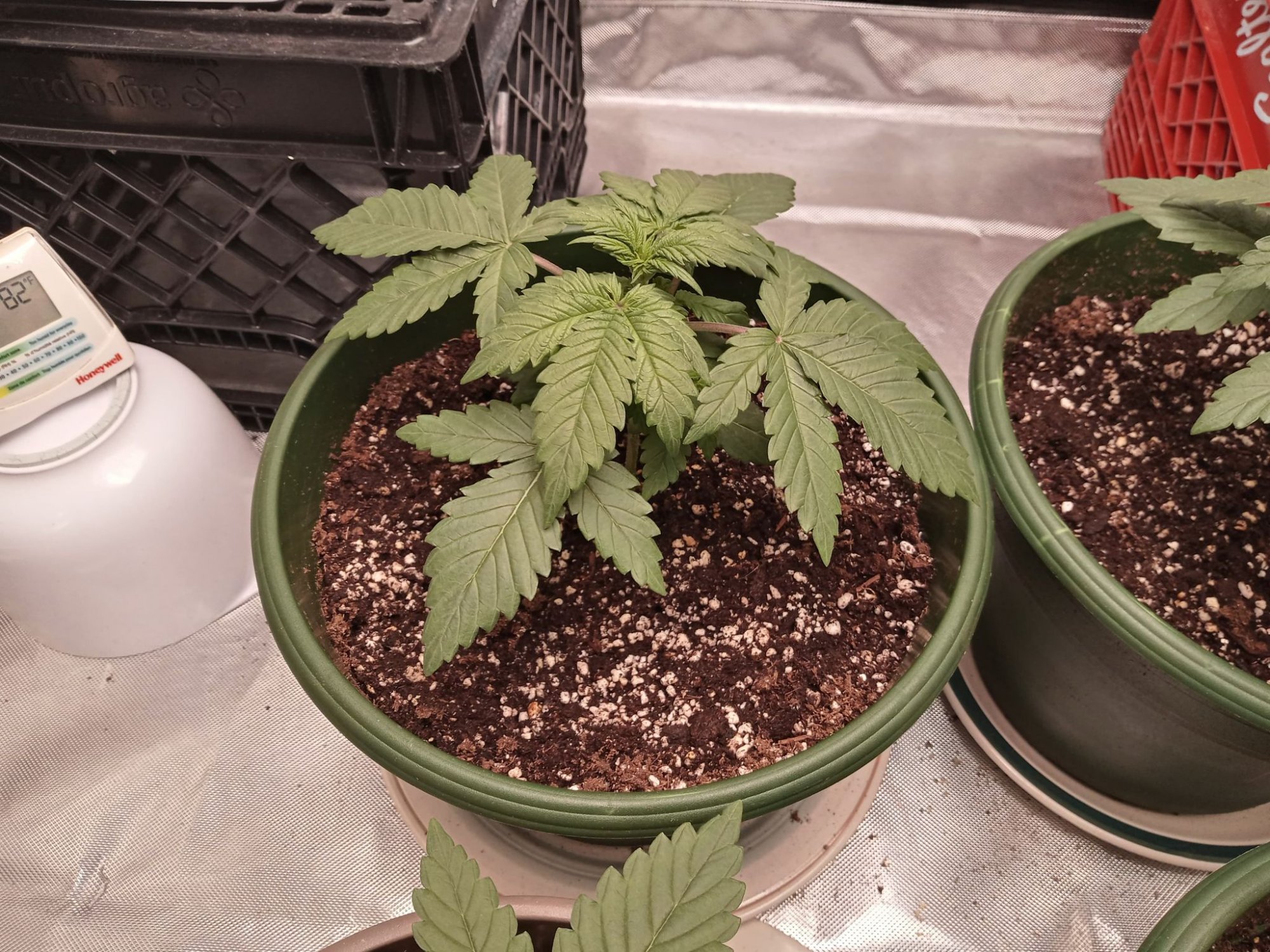 First time first crop questions 2