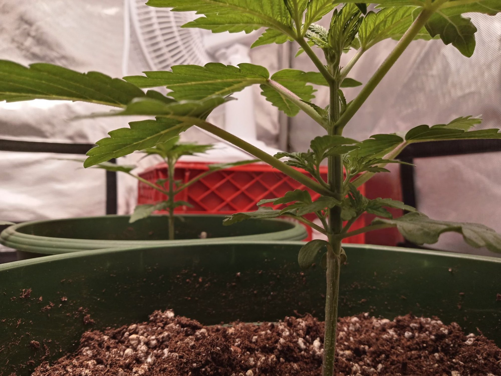 First time first crop questions 7