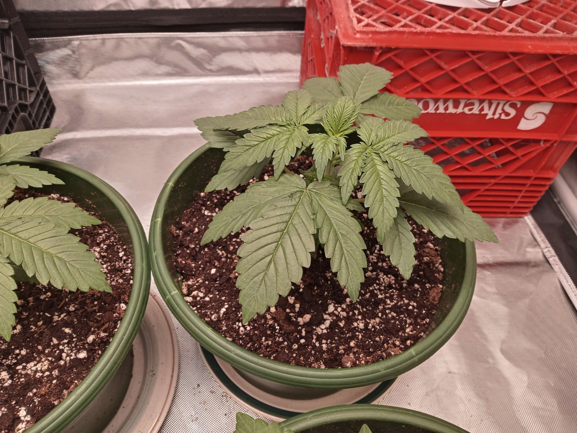 First time first crop questions