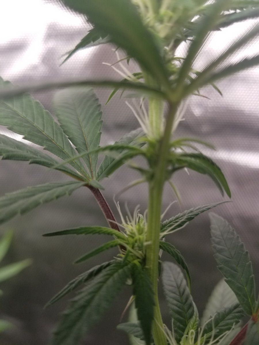 First time flowering and was wondering if this is a sign of a hermaphrodite