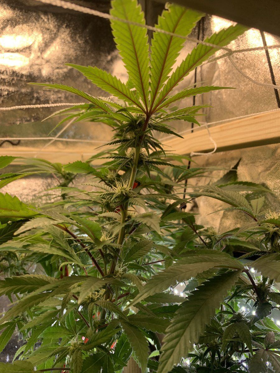 First time going to flower 4