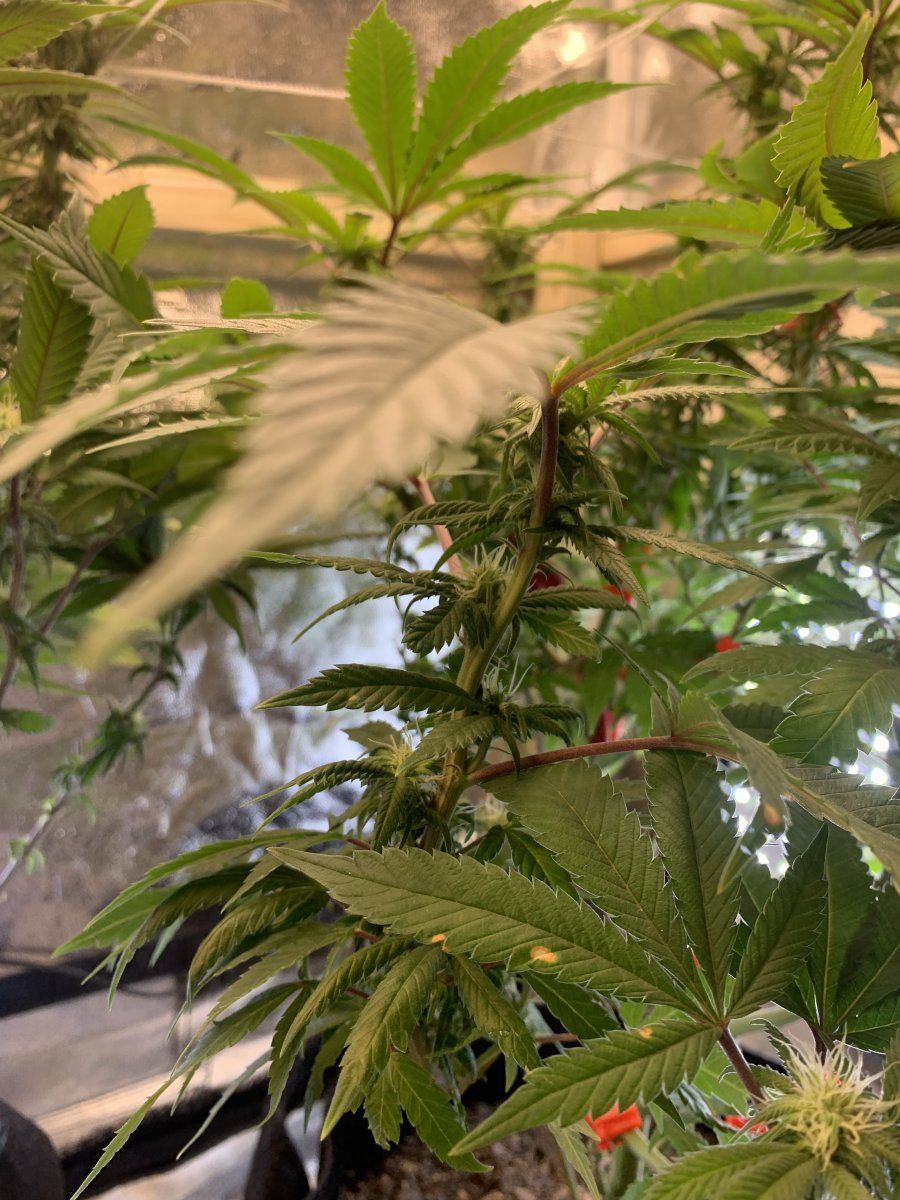 First time going to flower 5