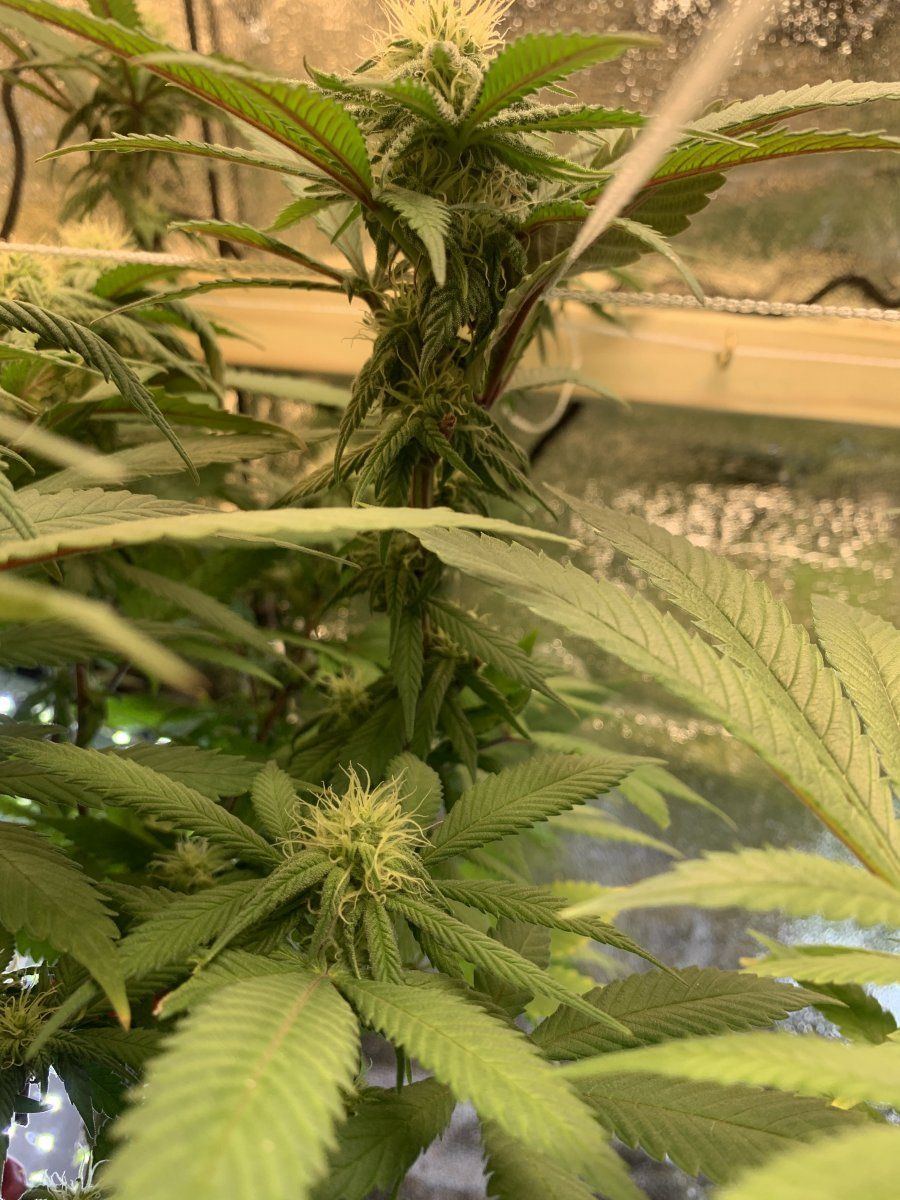 First time going to flower