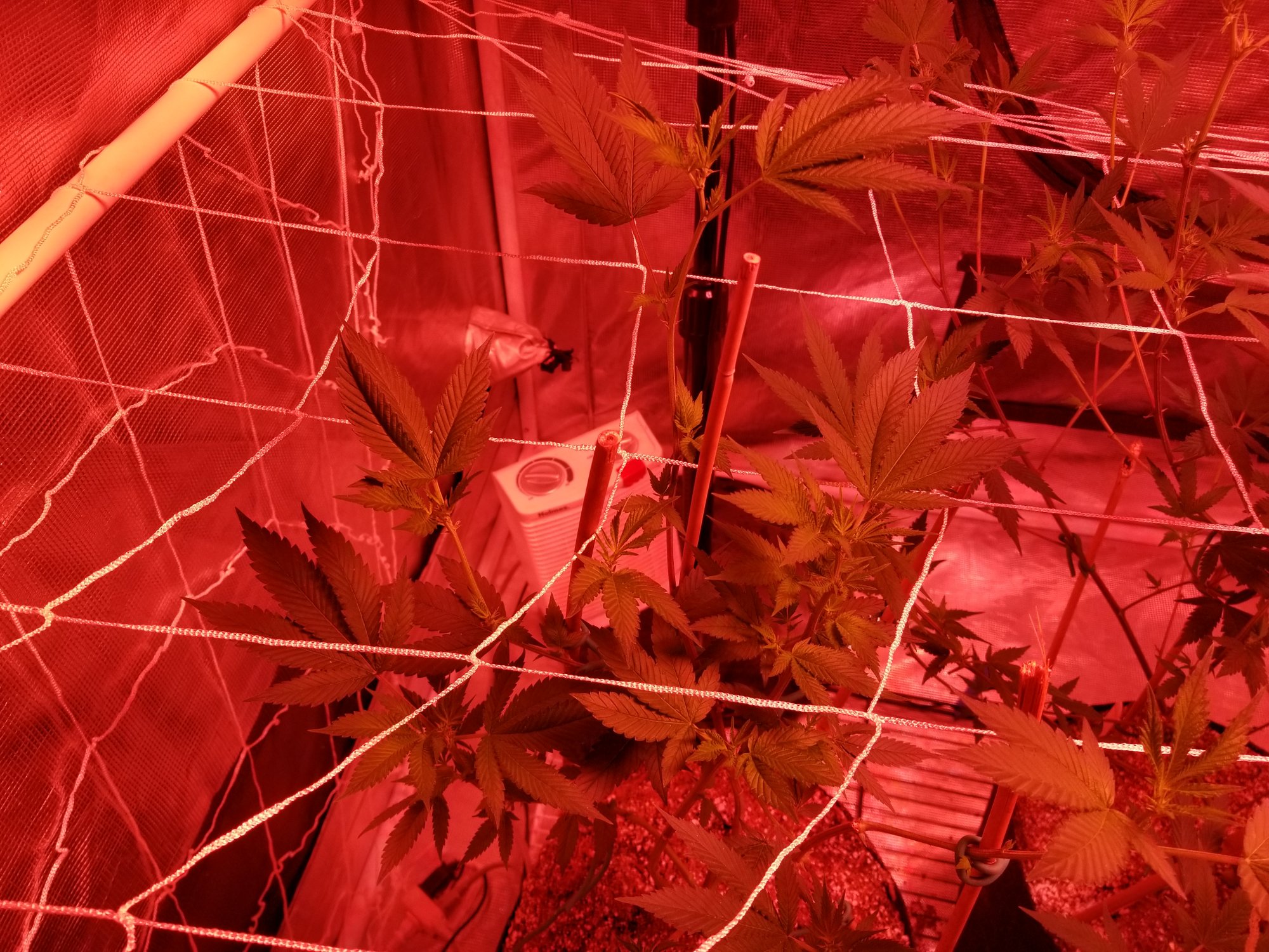 First time grow all alone and can not figure out my problem 100 2