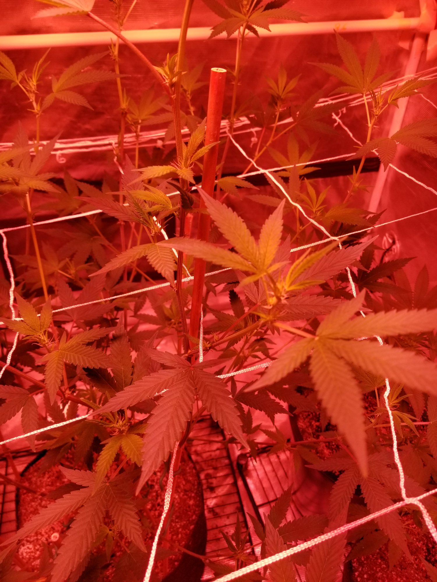 First time grow all alone and can not figure out my problem 100 4