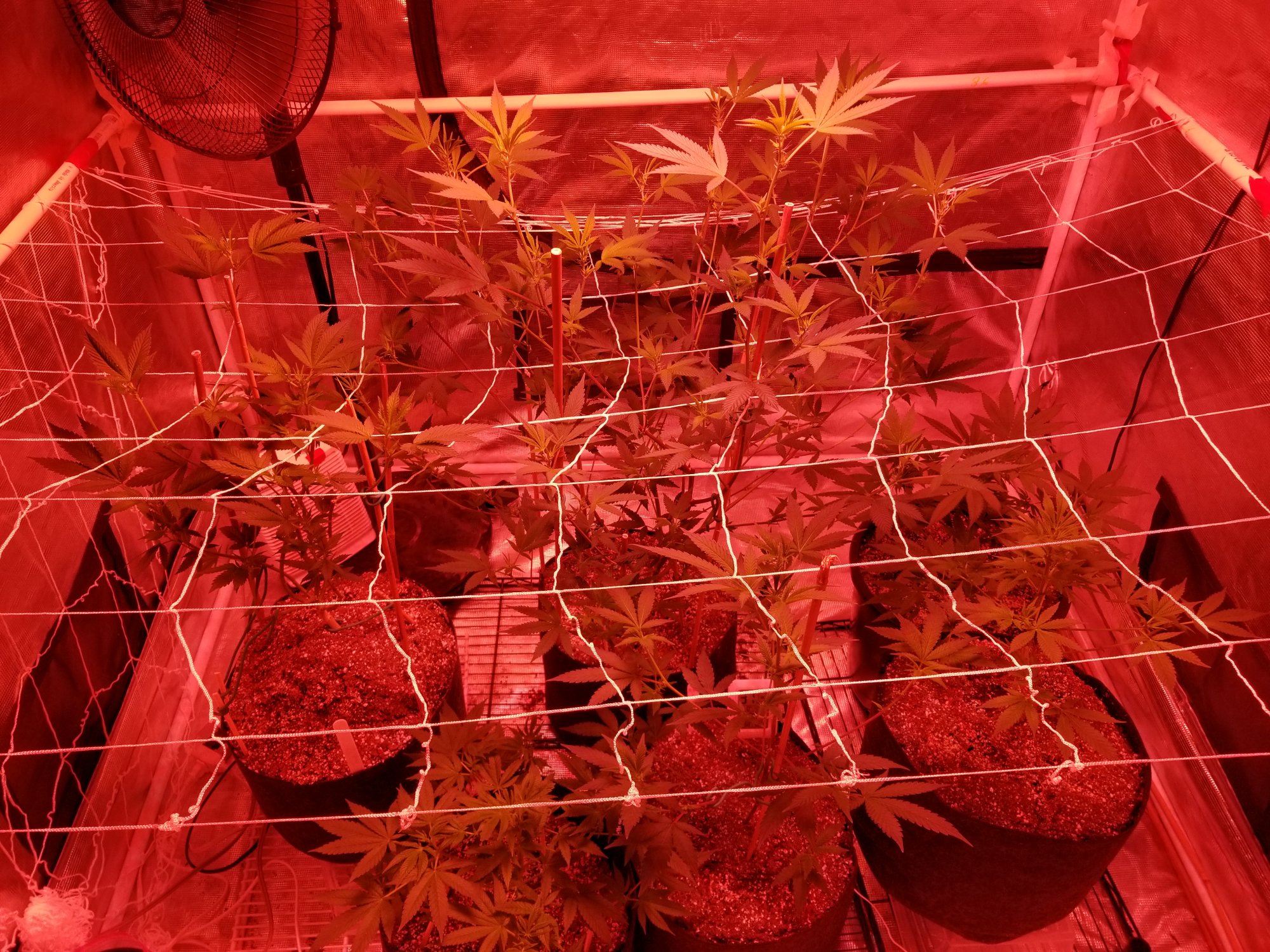 First time grow all alone and can not figure out my problem 100