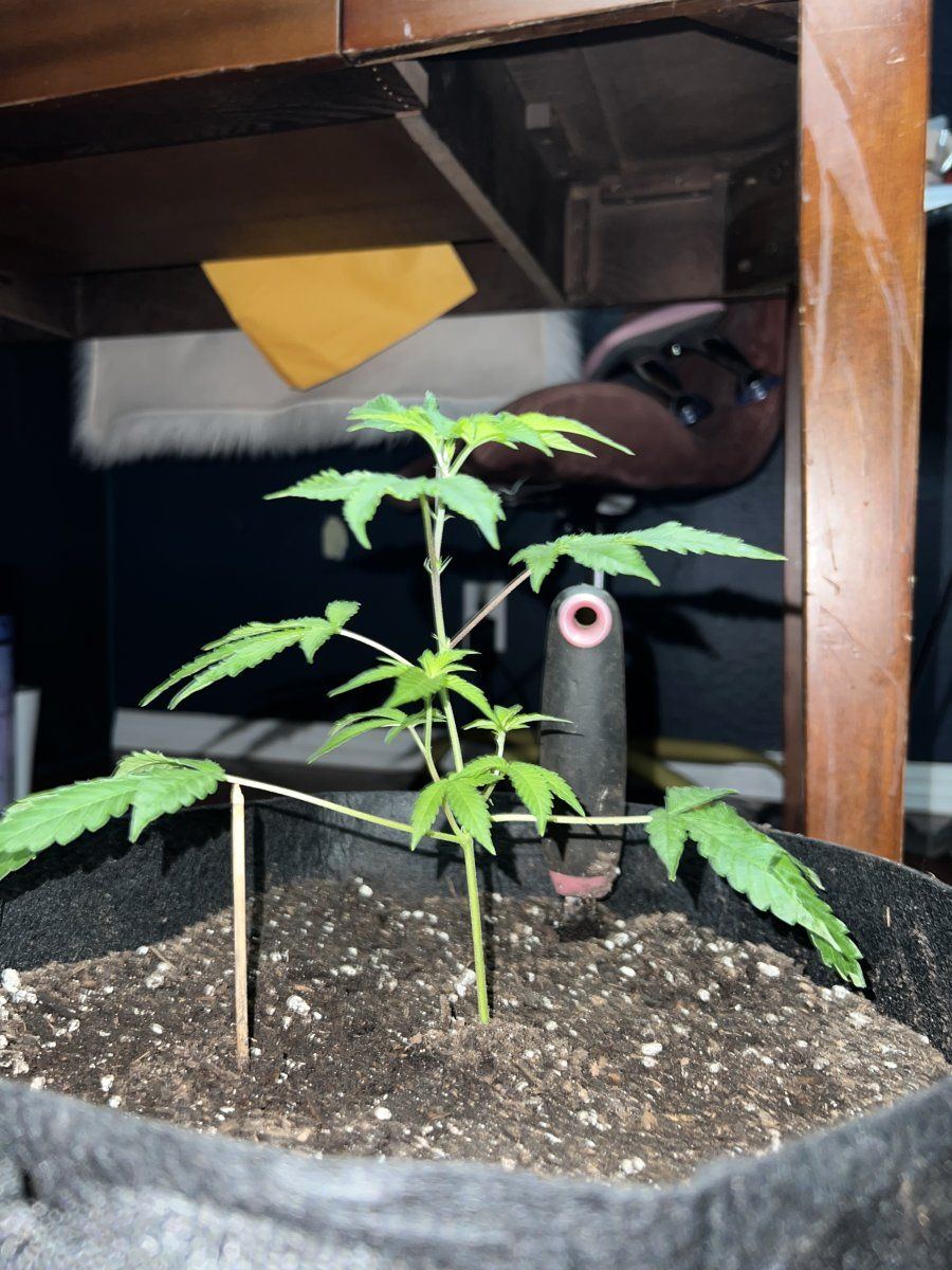 First time grow  any advice 3