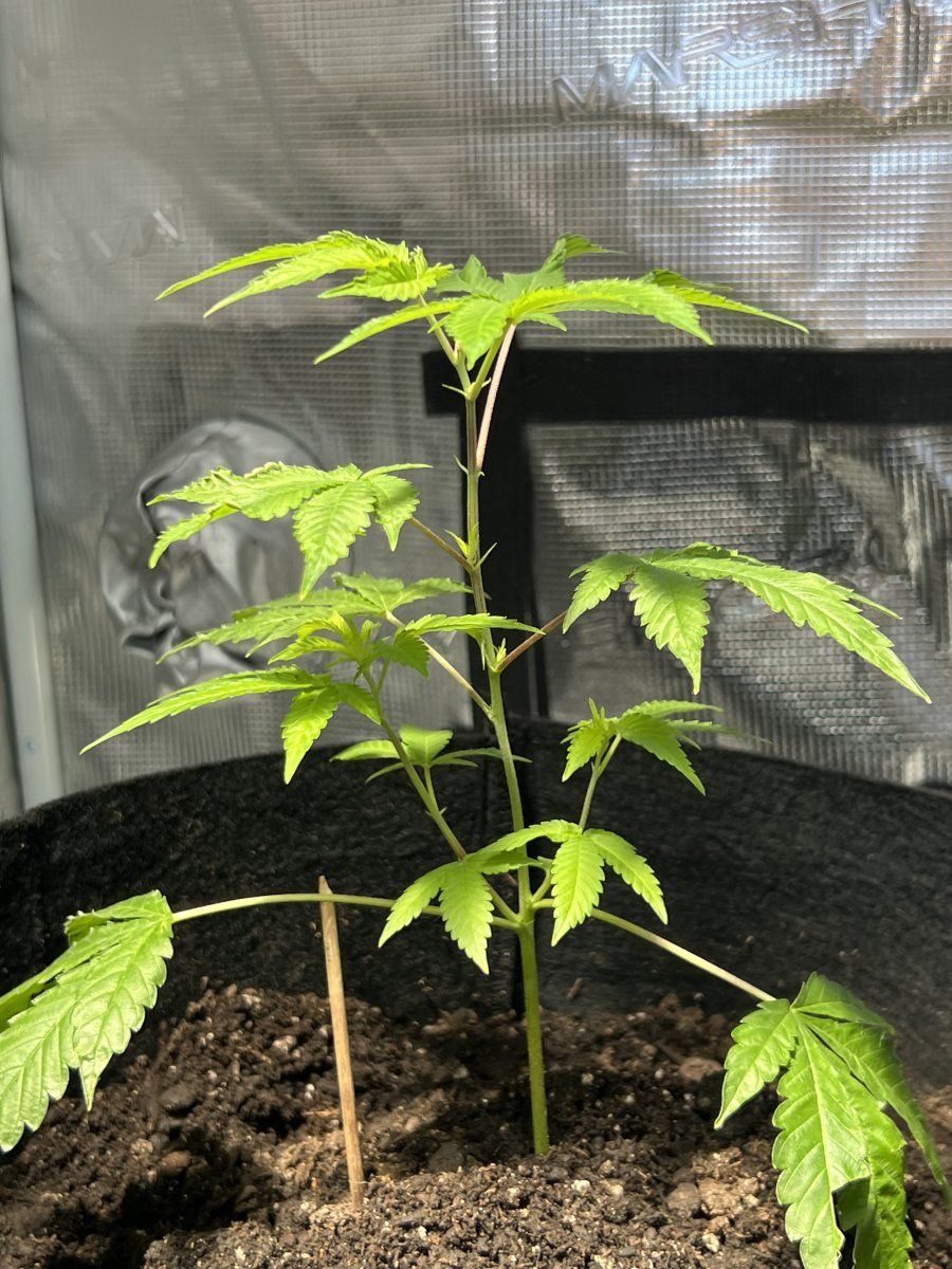 First time grow  any advice 4