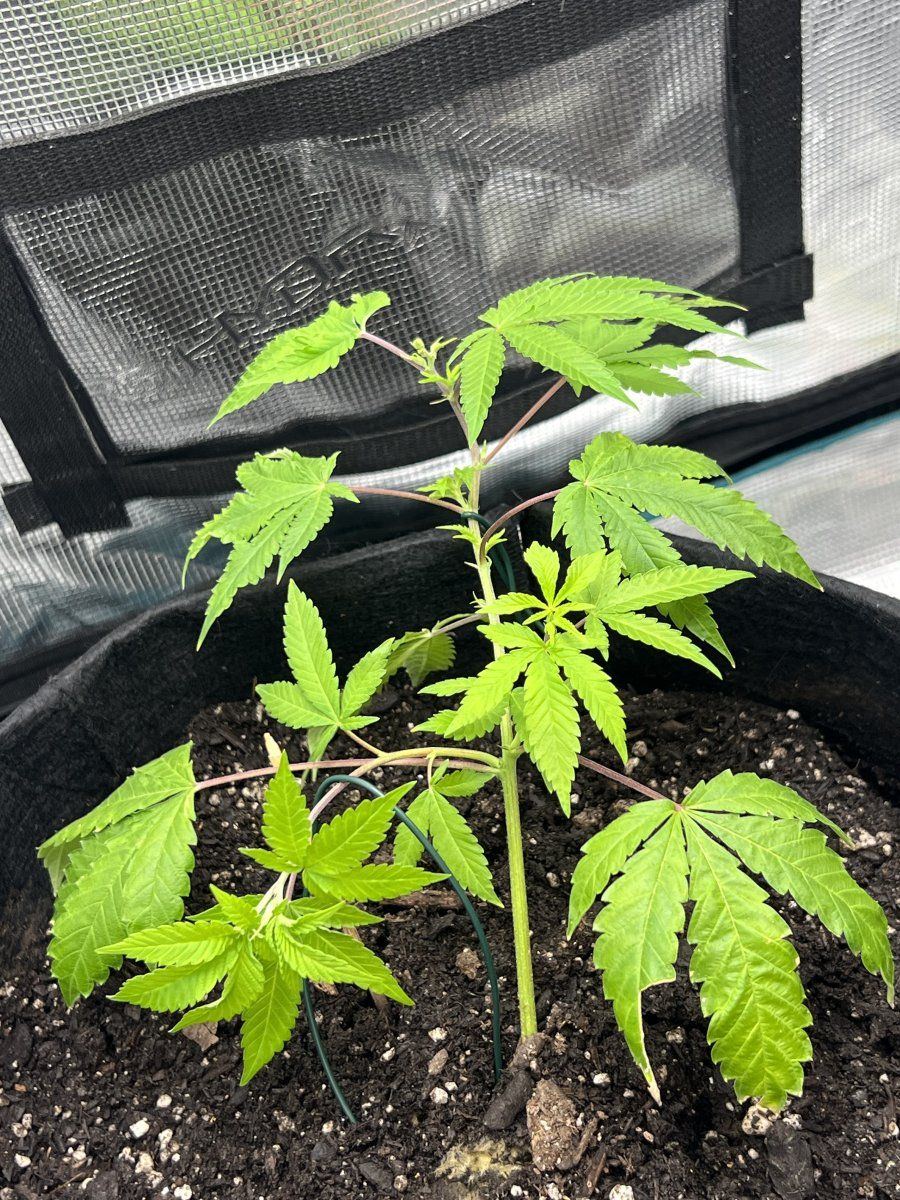 First time grow  any advice 5