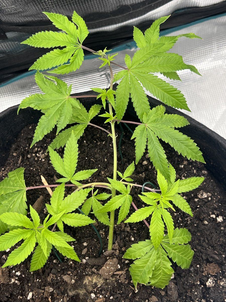 First time grow  any advice 6