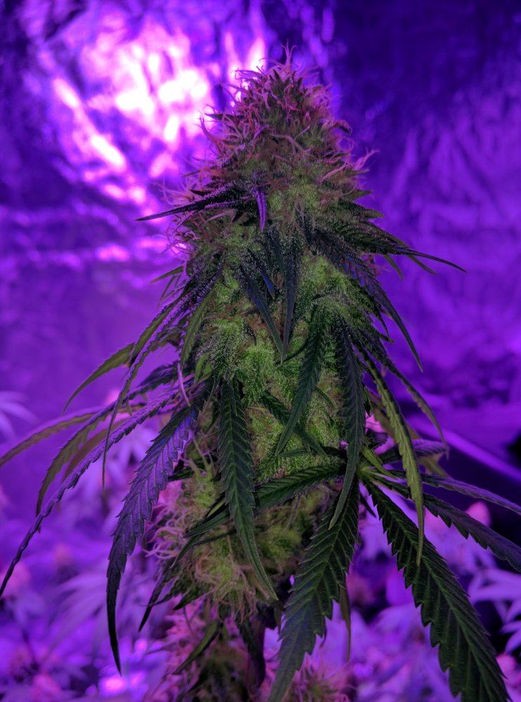 First time grow any comments 14