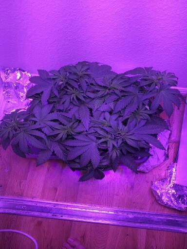 First time grow any comments 3