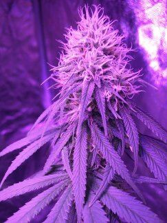 First time grow any comments 6