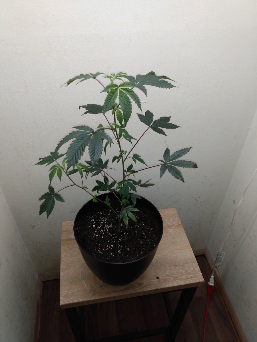 First time grow any comments or feedback 2