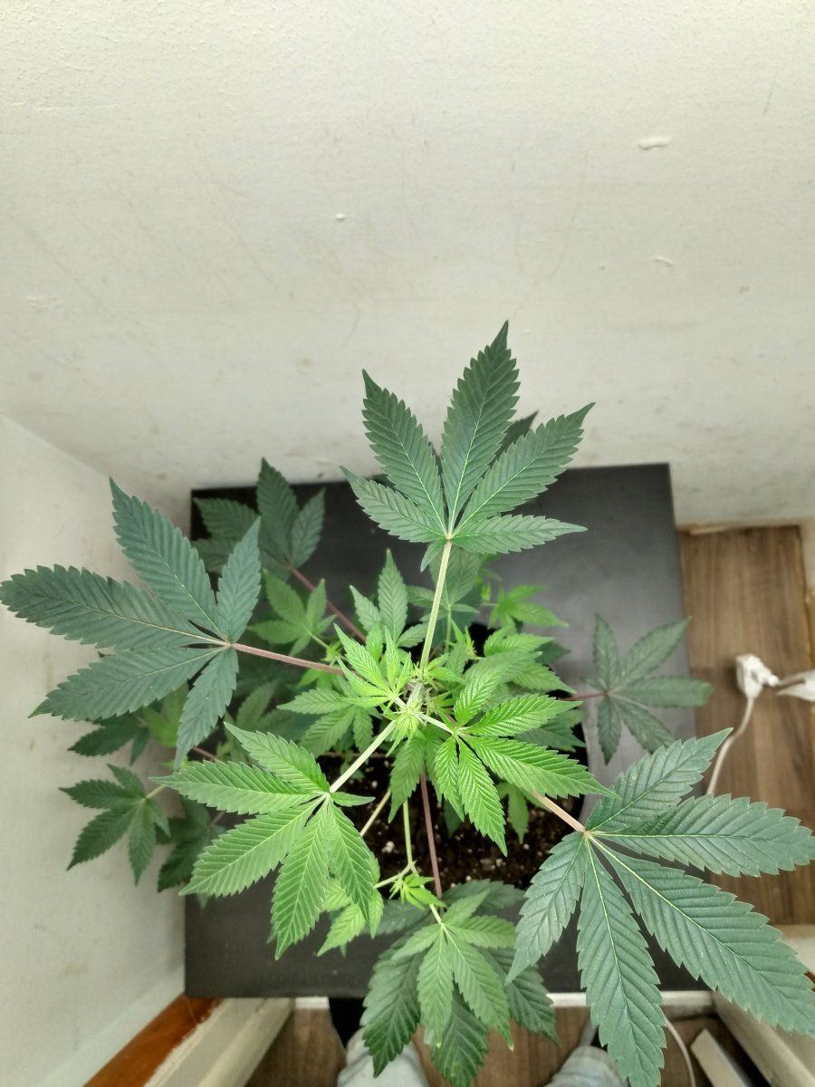 First time grow any comments or feedback 3