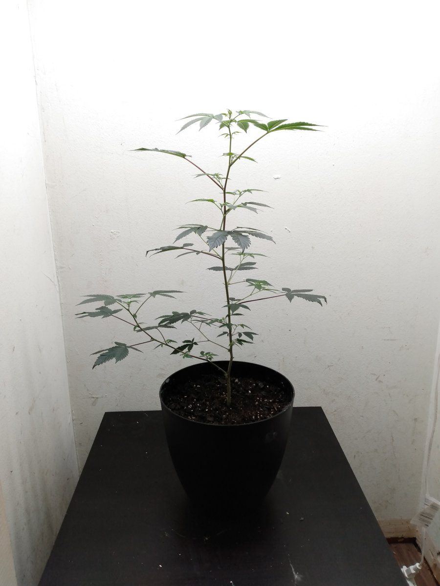 First time grow any comments or feedback 4