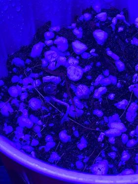 First time grow complete noob 3