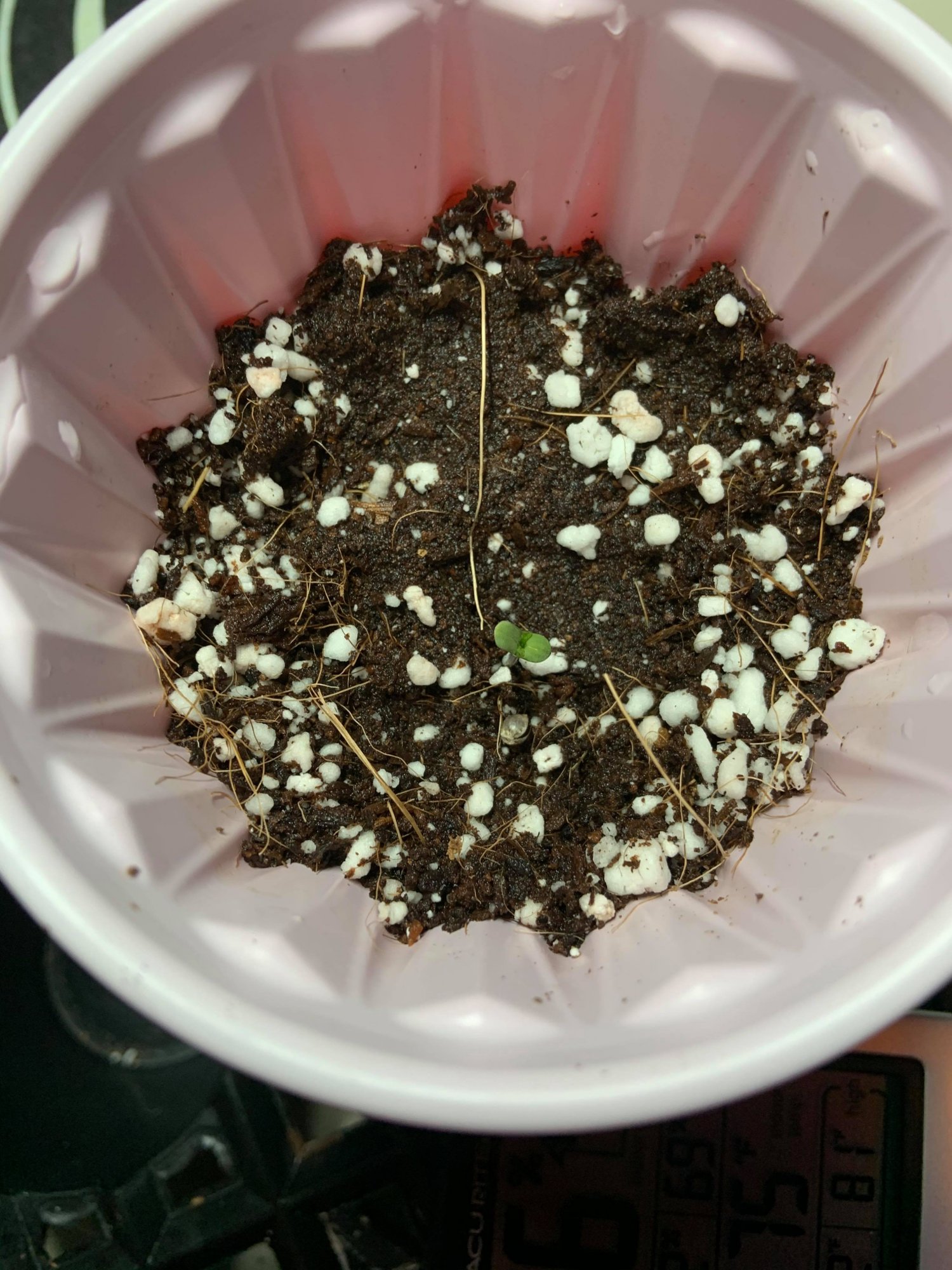 First time grow complete noob 4