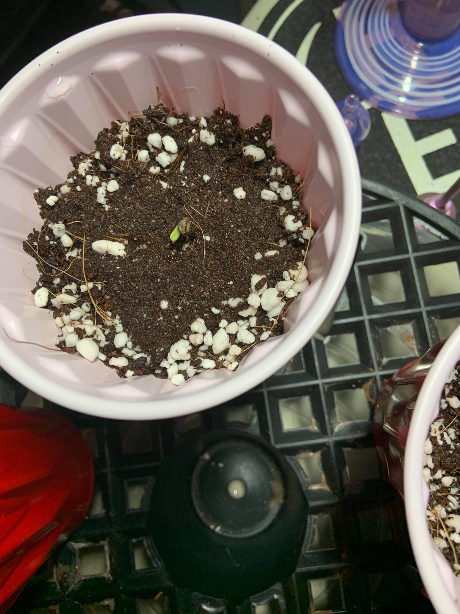 First time grow complete noob 5
