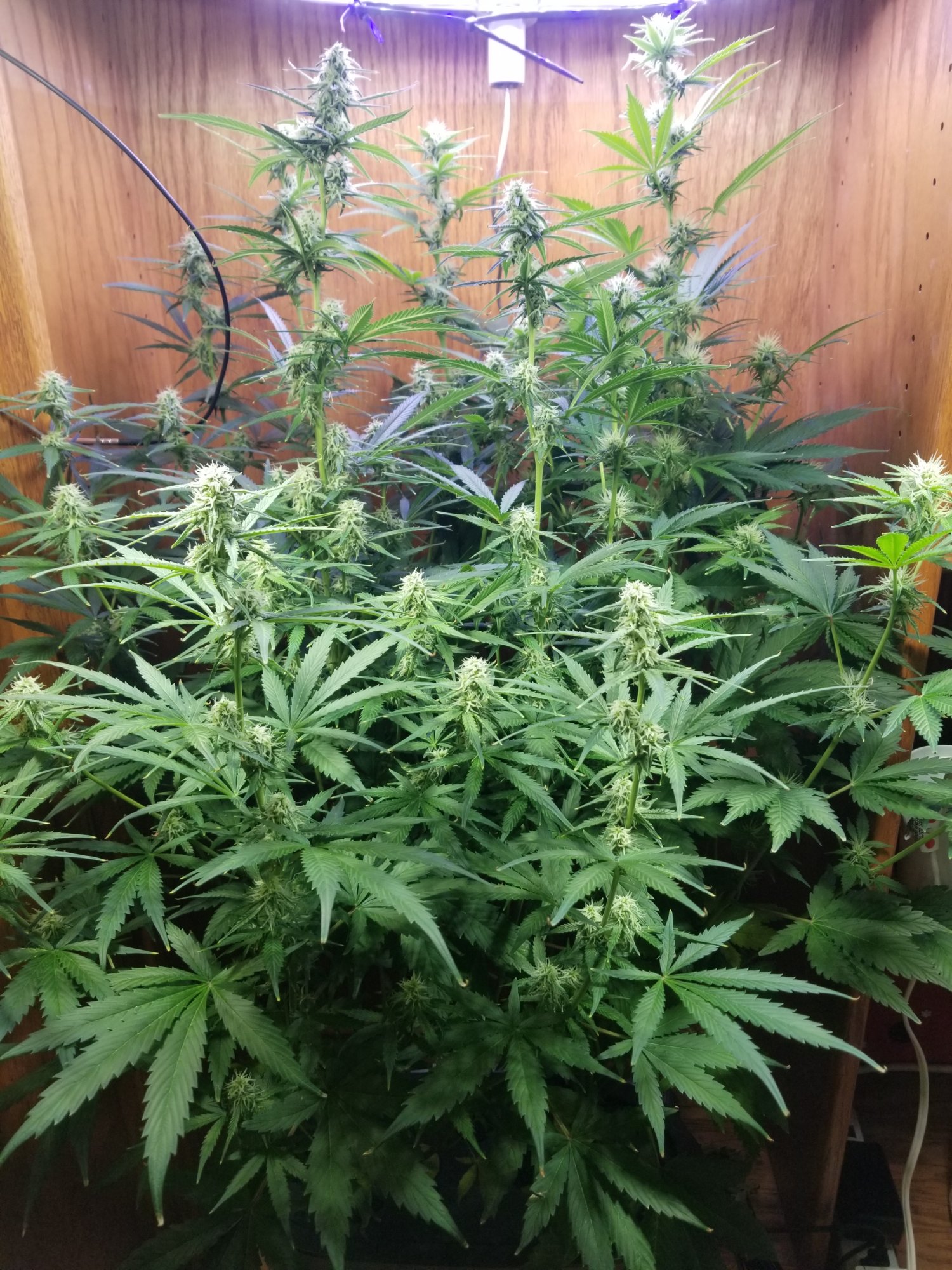 First time grow   day 57   is it normal to loose bottom leaves 2