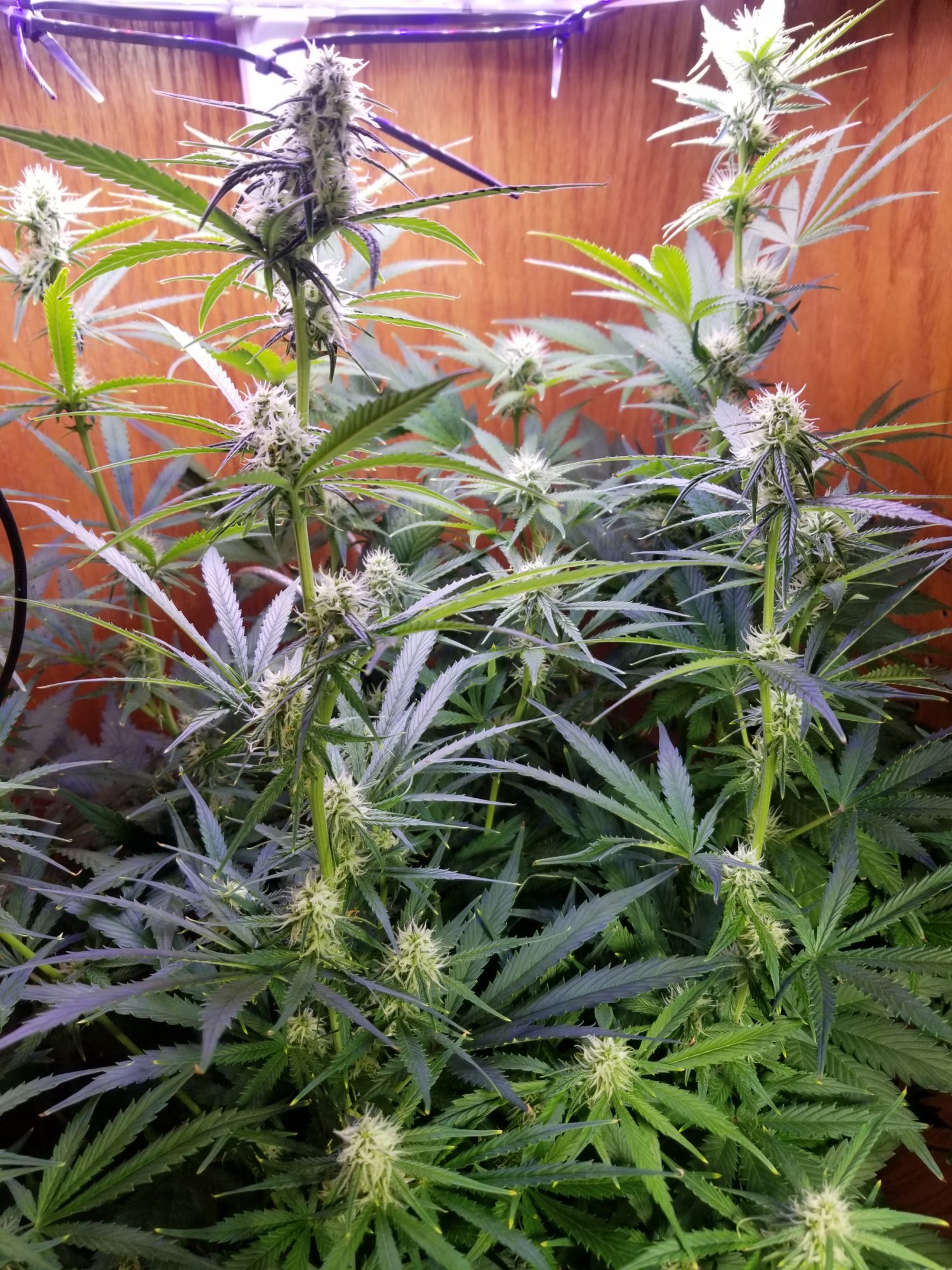 First time grow   day 57   is it normal to loose bottom leaves