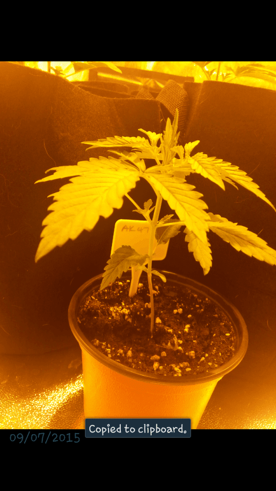 First time grow diary in the uk 2