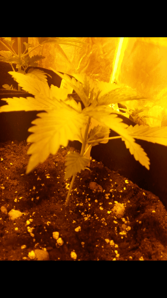 First time grow diary in the uk 3