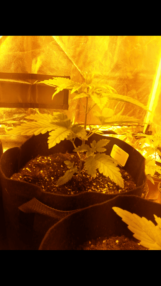 First time grow diary in the uk 4