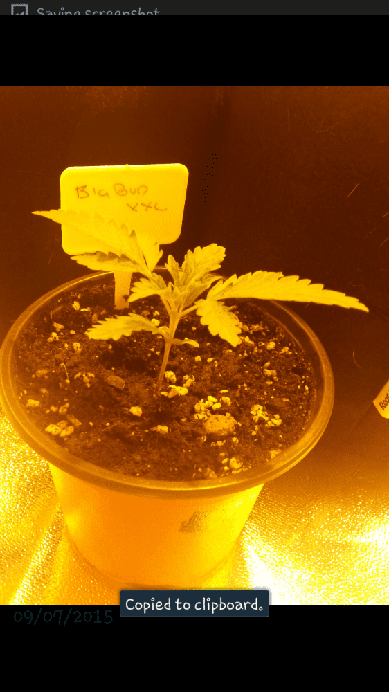 First time grow diary in the uk